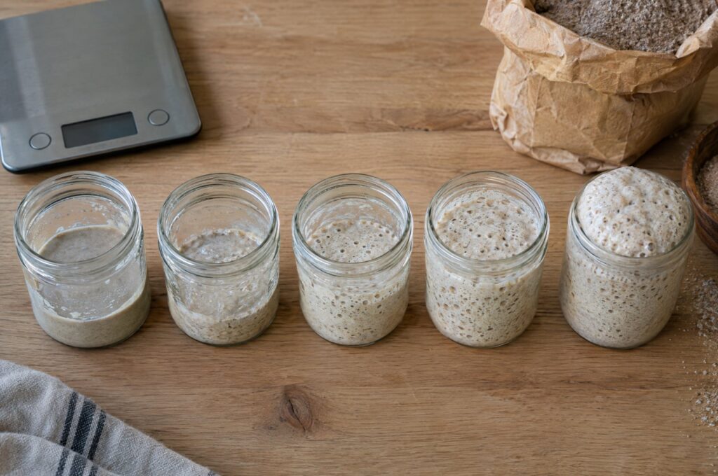 Fünf Gläser mit Sauerteig in einer Reihe, vom flachen Mehlbrei an Tag 1 bis zum blasigen, verdoppelten Sauerteig an Tag 5